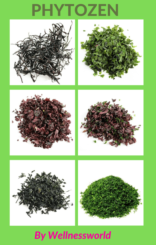 visuel des différentes algues de phytozen partenaire de wellnessworld