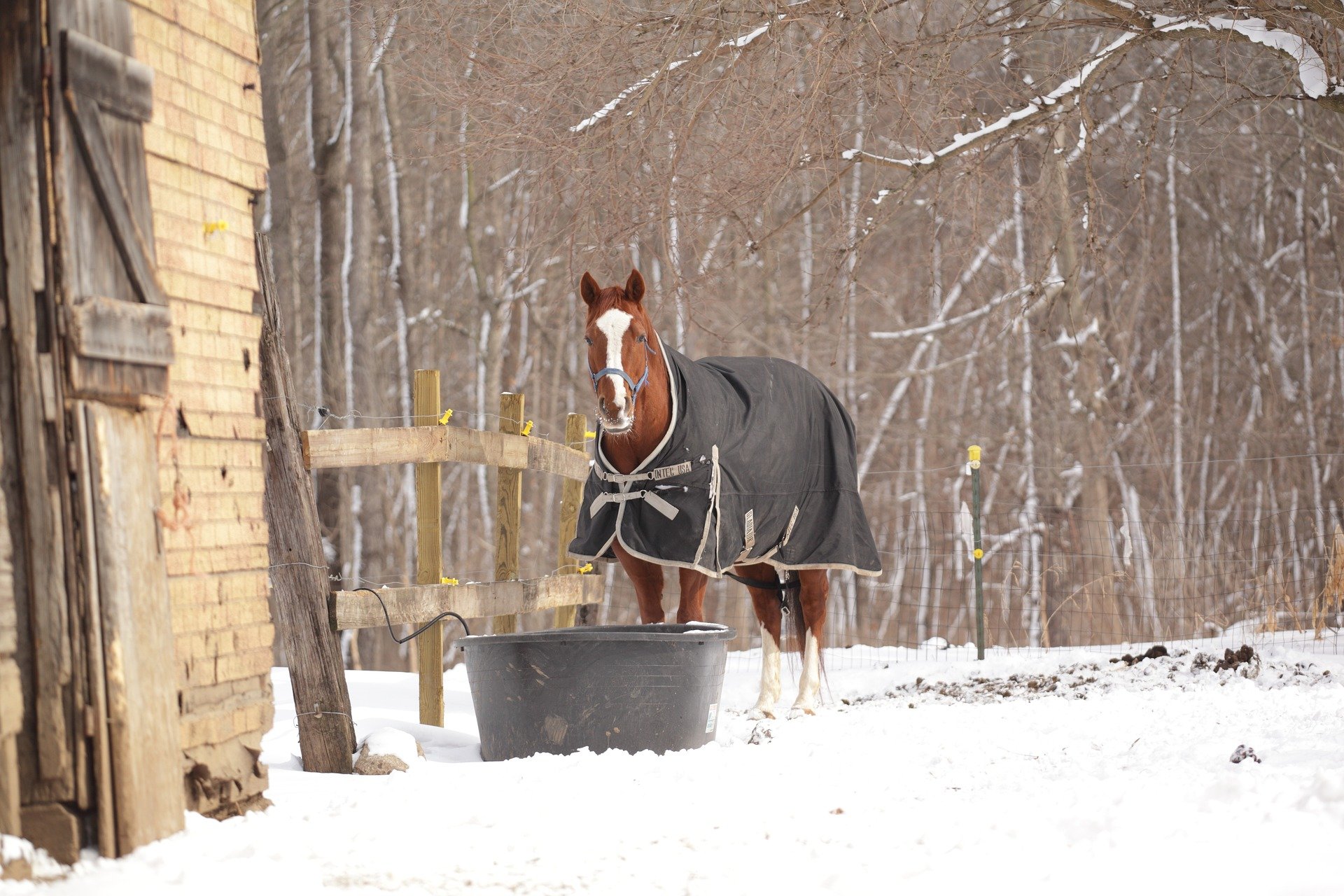 Cheval statique près de son abri évoquant le fait que nos chevaux se déplacent beaucoup moins en hiver et restent près du râtelier